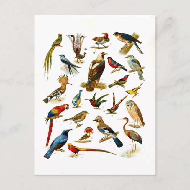 Vintage Lithograph of Birds Postcard (Front)