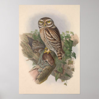 Vintage Little Owl Bird GC Poster