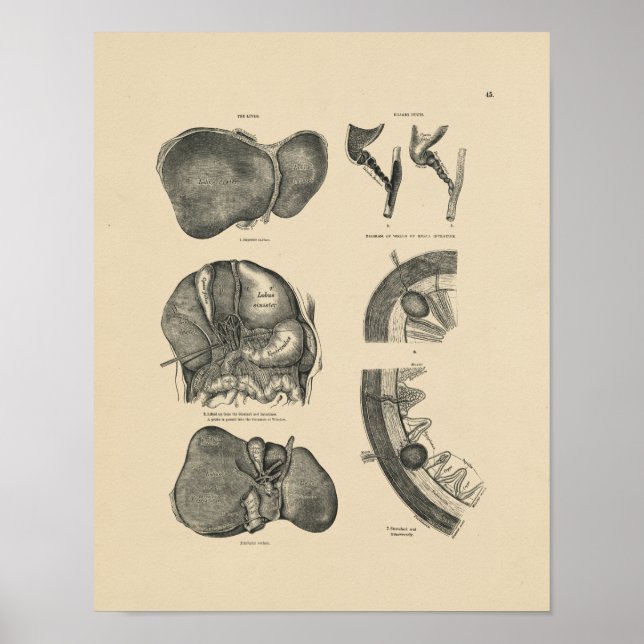 Vintage Liver Anatomy 1880 Print (Front)