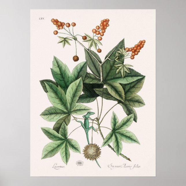 Vintage Lizard Illustration Poster (Front)