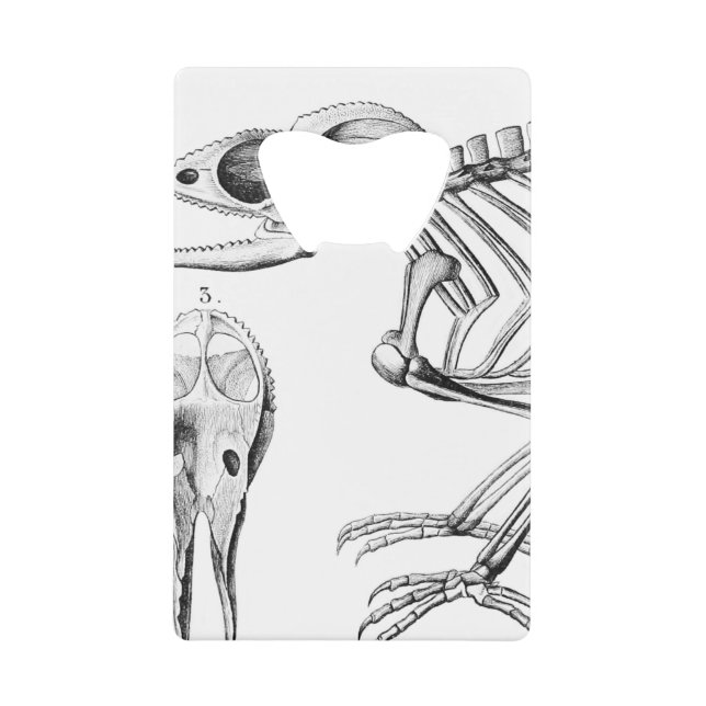 Vintage lizard skeleton (Front)