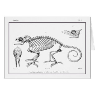 Vintage lizard skeleton