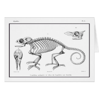 Vintage lizard skeleton
