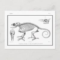 Vintage lizard skeleton