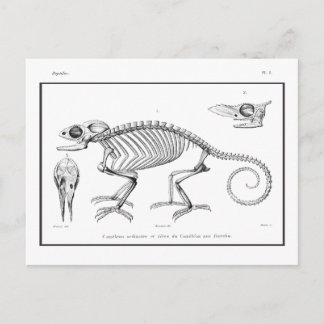 Vintage lizard skeleton postcard