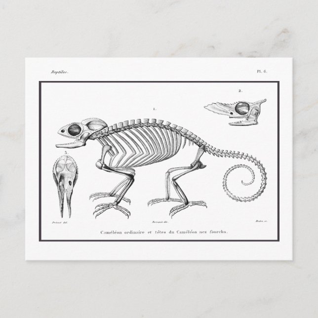Vintage lizard skeleton postcard (Front)