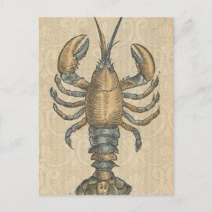 Vintage Lobster Illustration: Coastal Damask  Postcard