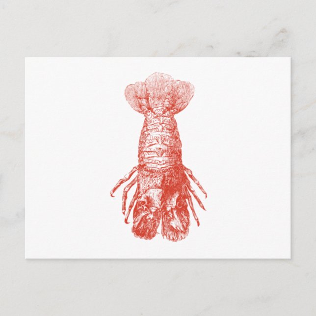 Vintage Lobster Scyllarus Arctus Postcard (Front)