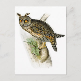 Vintage long eared owl asio otus postcard