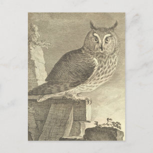 Vintage Long Eared Owl Postcard