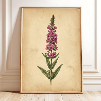 Vintage Loosestrife Botanical Print