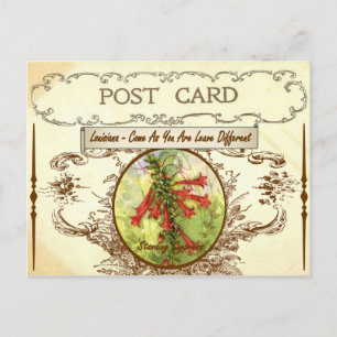 Vintage Louisiana State Flower Postcard