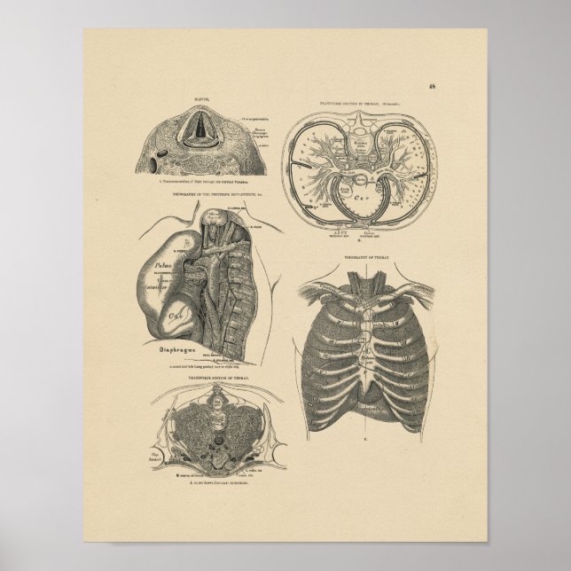 Vintage Lung Heart Anatomy 1880 Print (Front)