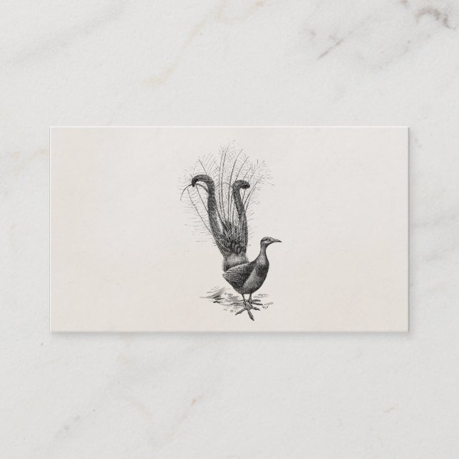 Vintage Lyre Bird Lyrebird Illustration Template Business Card (Front)