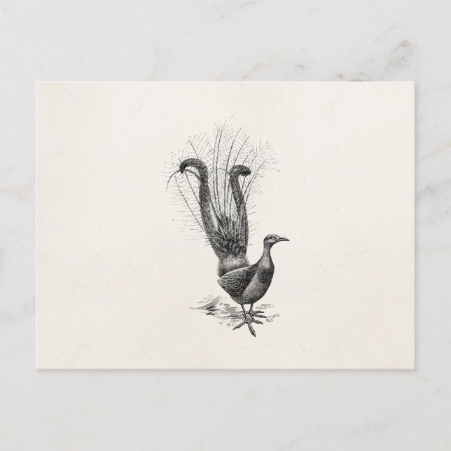 Vintage Lyre Bird Lyrebird Illustration Template Postcard (Front)