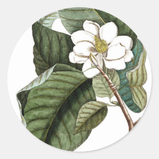 Vintage Magnolia #10 Botanical Art Gift for Her Classic Round Sticker