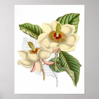 Vintage Magnolia Art Print #4 Botanical Wall Art