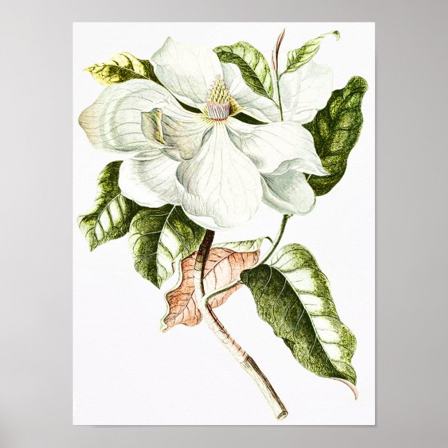 Vintage Magnolia Botanical Illustration Poster (Front)