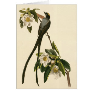 Vintage Magnolia Floral Bird Flycatcher Blank Card