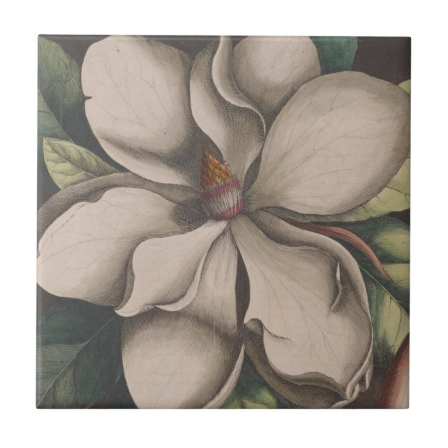 Vintage Magnolia Flower Illustration Tile (Front)