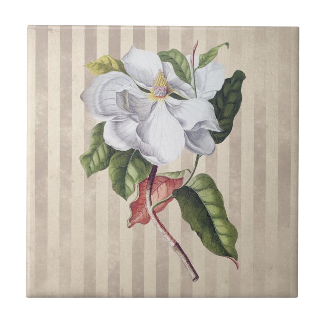 Vintage Magnolia Flower on Stripes Tile (Front)