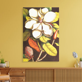 Vintage Magnolia Flowers Plant With Seeds Canvas Print