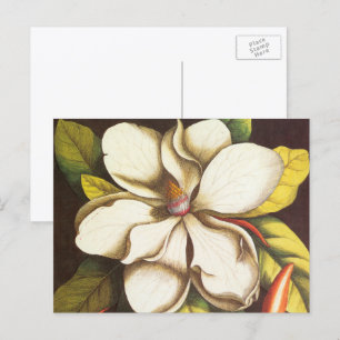 Vintage Magnolia Flowers Plant With Seeds Postcard