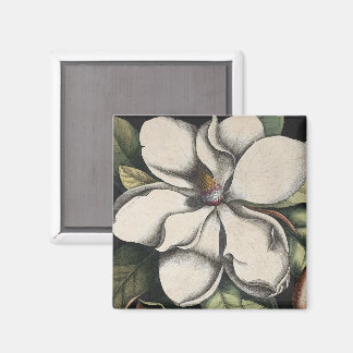 Vintage Magnolia  Magnet