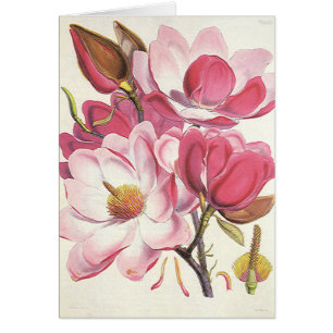 Vintage Magnolia Tree Blossom, Pink Garden Flowers