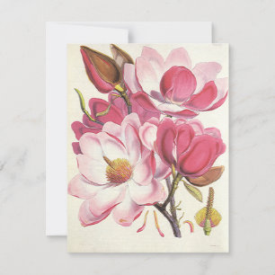 Vintage Magnolia Tree Blossom, Pink Garden Flowers