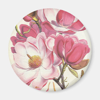 Vintage Magnolia Tree Blossom, Pink Garden Flowers Magnet