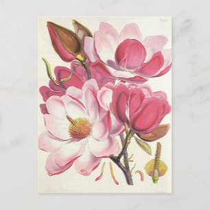 Vintage Magnolia Tree Blossom, Pink Garden Flowers Postcard