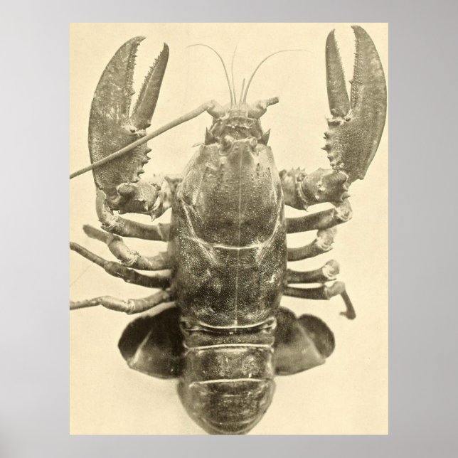 Vintage Maine Lobster Photograph (1895) 2 Poster (Front)