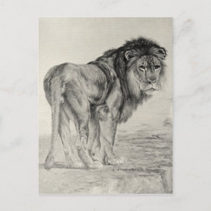 Vintage Majestic Lion Postcard