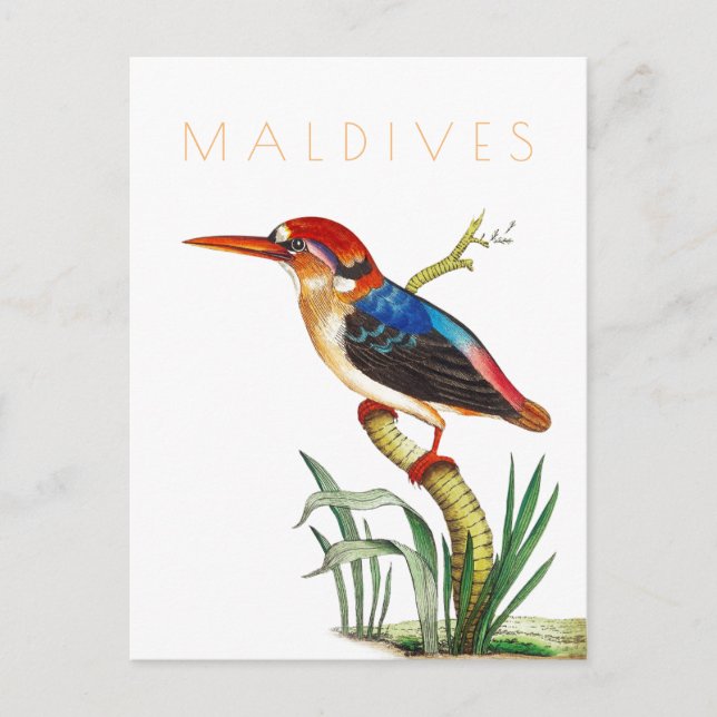 Vintage Maldives travel tropical bird mid century Postcard (Front)