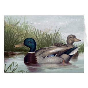 Vintage - Mallard Ducks on the Lake,