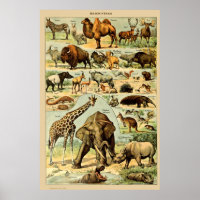 Vintage Mammals Animals Old Illustration Art