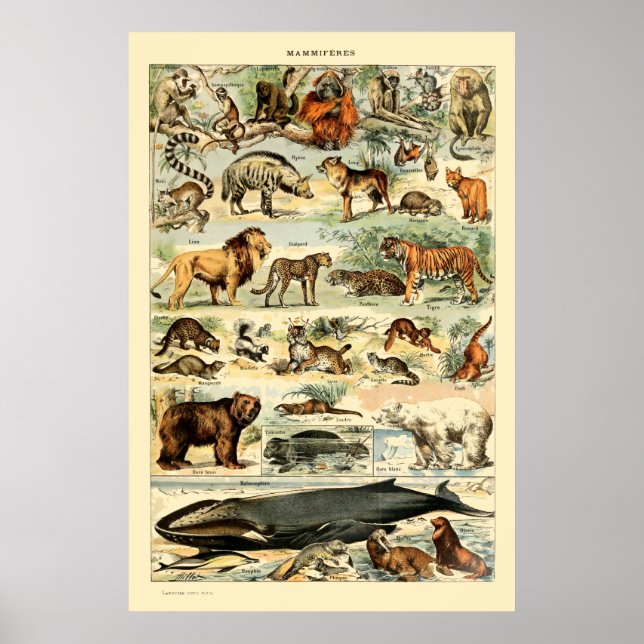 Vintage Mammals by Adolphe Millot Poster (Front)