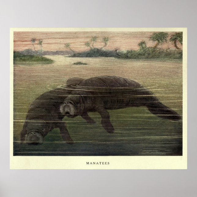 Vintage Manatee Painting (1909) Poster (Front)