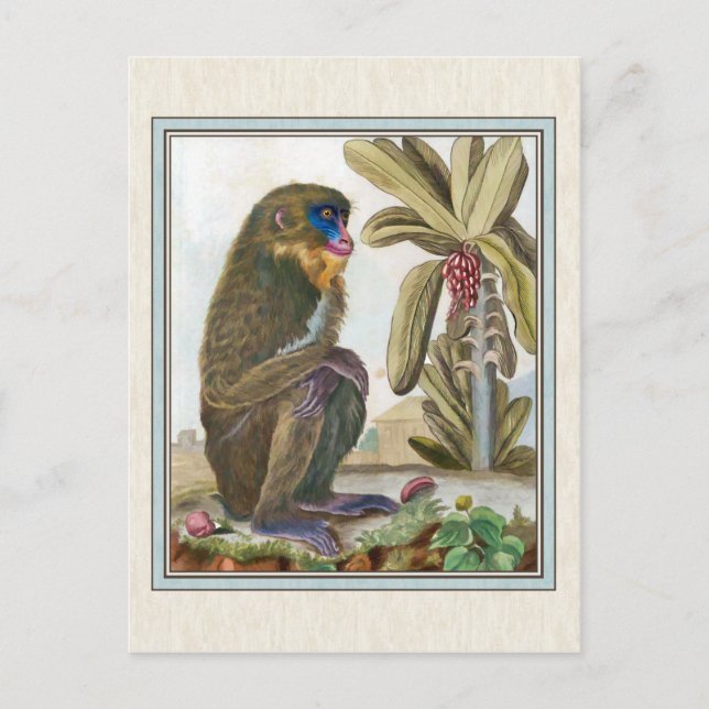 Vintage Mandrill Illustration Postcard (Front)