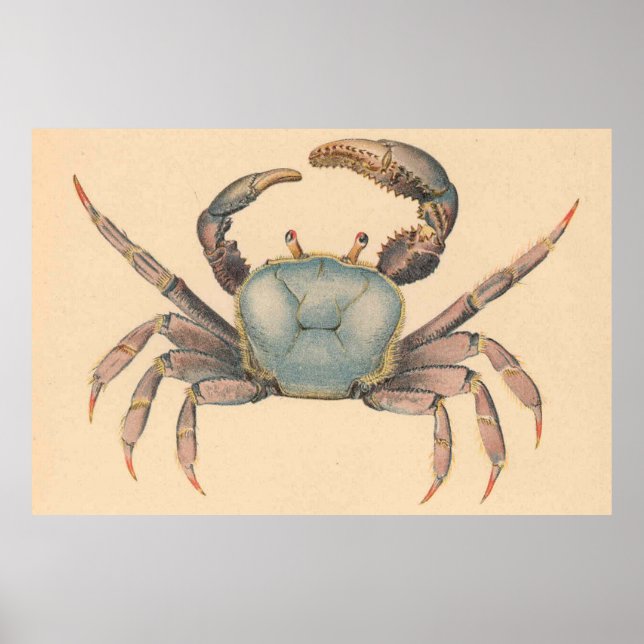 Vintage Mangrove Crab Illustration (1902) Poster (Front)