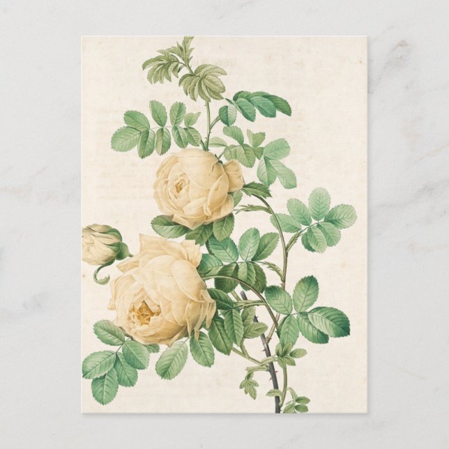 Vintage Map Postcard (Front)