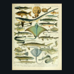Vintage marine animal fish scientific poster<br><div class="desc">Vintage marine animal fish and stingray scientific entomology poster perfect for the study or beach house!</div>