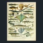Vintage marine animal fish scientific poster<br><div class="desc">Vintage marine animal fish and stingray scientific entomology poster perfect for the study or beach house!</div>