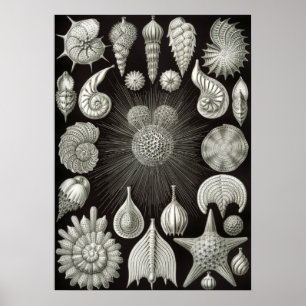Vintage Marine Life Illustration Poster