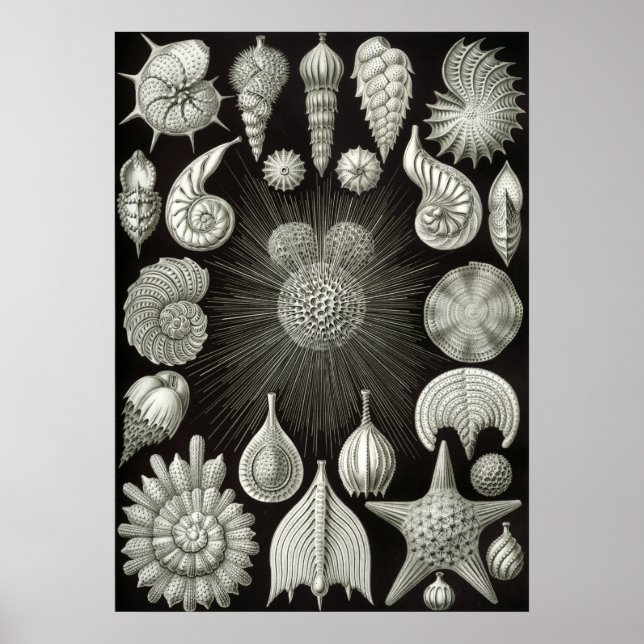 Vintage Marine Life Illustration Poster (Front)
