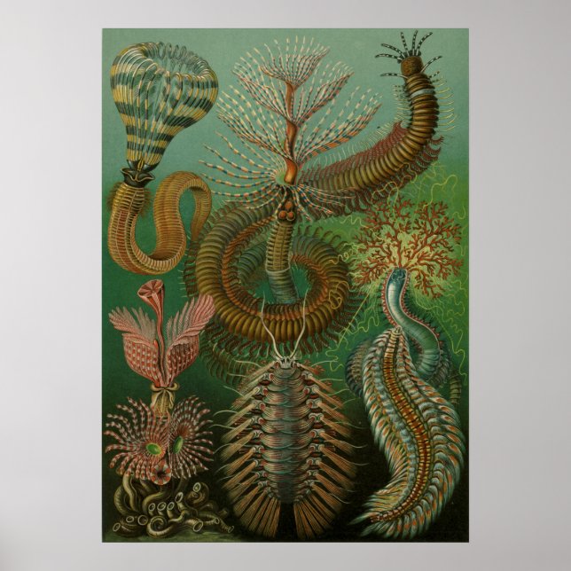 Vintage Marine Life Illustration Poster (Front)