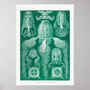 Vintage Marine Life Illustration Poster