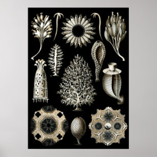 Vintage Marine Life Illustration Poster