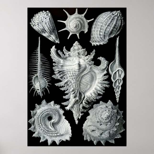 Vintage Marine Life Illustration Poster (Front)